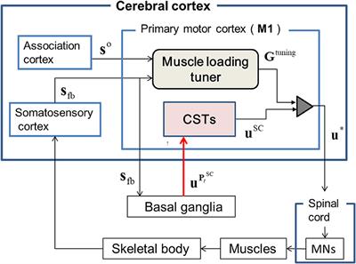 Dynamic Modulation of a Learned Motor Skill for Its Recruitment